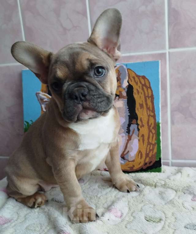Собаки в Москве: Красивые девочки французский бульдог. Девочка, 60 000 руб. - фото 3