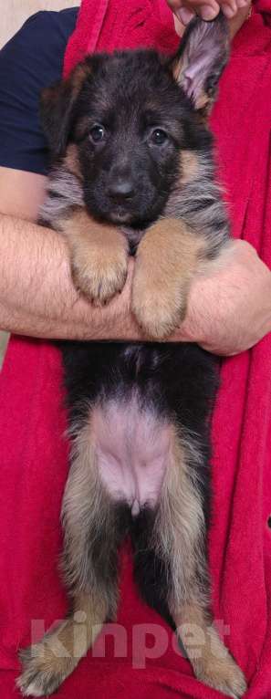 Собаки в Ростове-на-Дону: Щенки немецкой овчарки Девочка, 60 000 руб. - фото 6