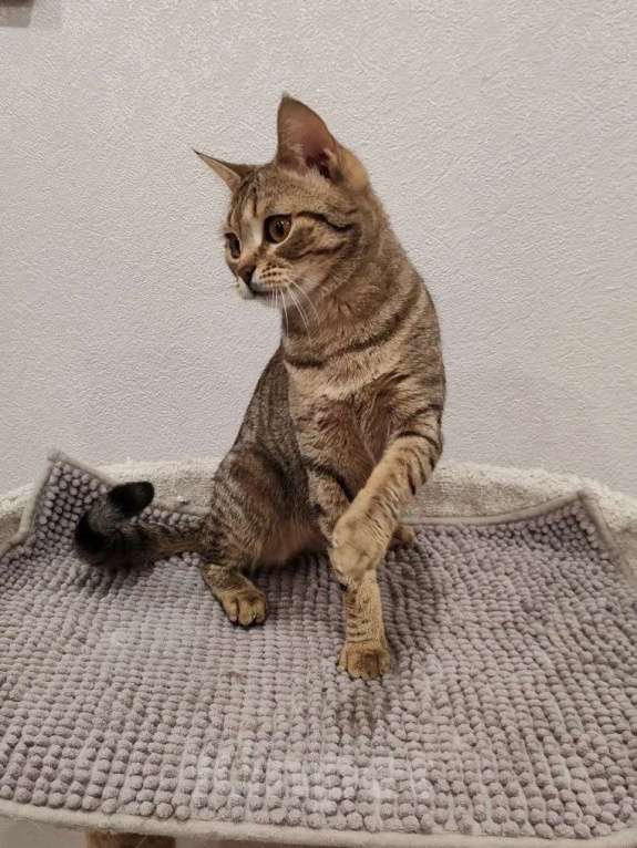 Кошки в Москве: Нежная маленькая кошенька Оливия очень ждёт своих людей Девочка, Бесплатно - фото 4