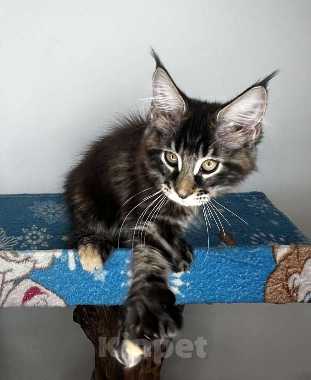 Кошки в Краснодаре: Котёнок Мейн Кун Полидакт Девочка, Бесплатно - фото 1