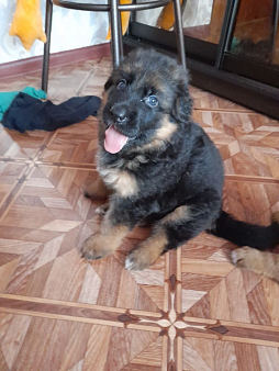 Щенки немецкой овчарки