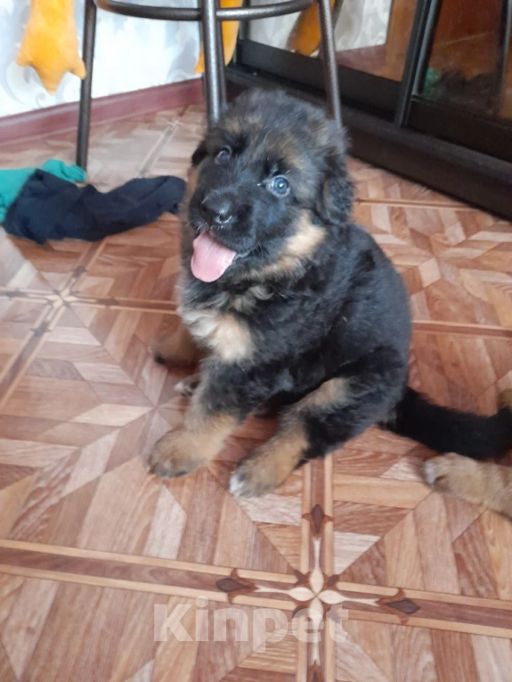 Собаки в Нижнем Новгороде: Щенки немецкой овчарки Девочка, Бесплатно - фото 1