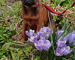 Собаки в Санкт-Петербурге: Подросток мальчик Мальчик, Бесплатно - фото 2