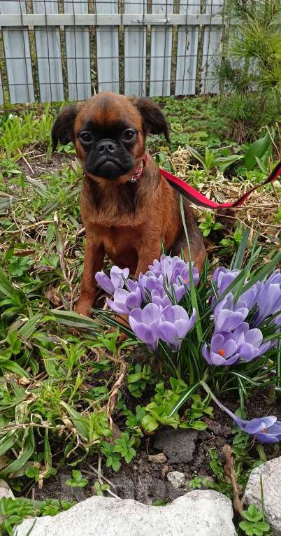 Собаки в Санкт-Петербурге: Подросток мальчик Мальчик, Бесплатно - фото 2