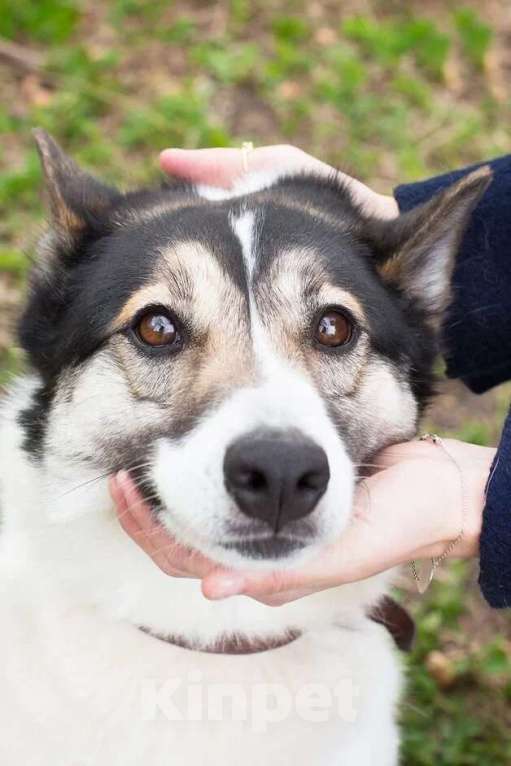 Собаки в Москве: Аша, идеальная собака из приюта Девочка, Бесплатно - фото 3