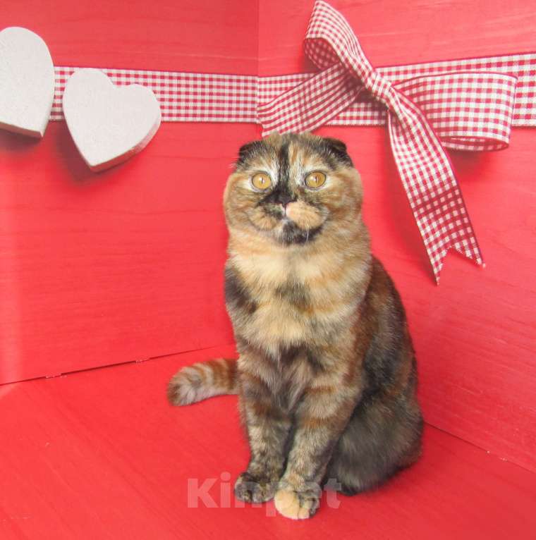 Кошки в Санкт-Петербурге: шотландская кошечка в разведение или в любимцы Девочка, Бесплатно - фото 6