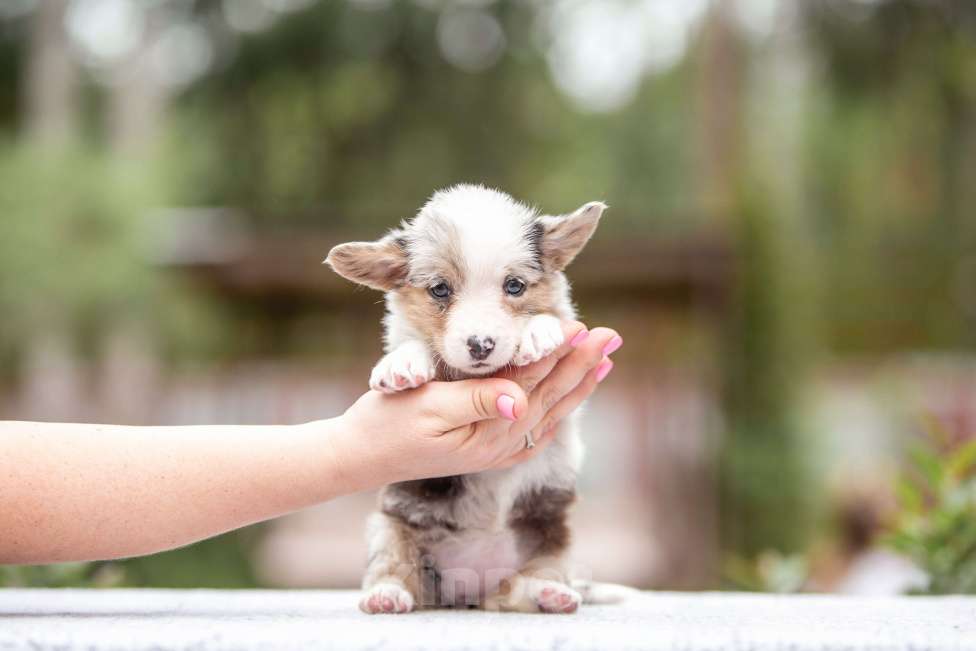 Собаки в Москве: Вельш корги кардиган Девочка, Бесплатно - фото 5