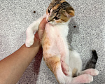 Кошки в Москве: Котенок-девочка в добрые руки Девочка, Бесплатно - фото 8