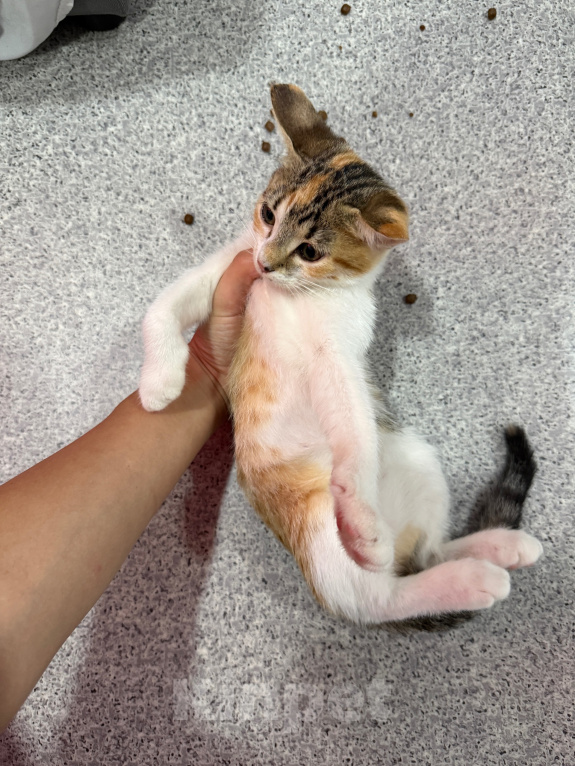 Кошки в Москве: Котенок-девочка в добрые руки Девочка, Бесплатно - фото 8