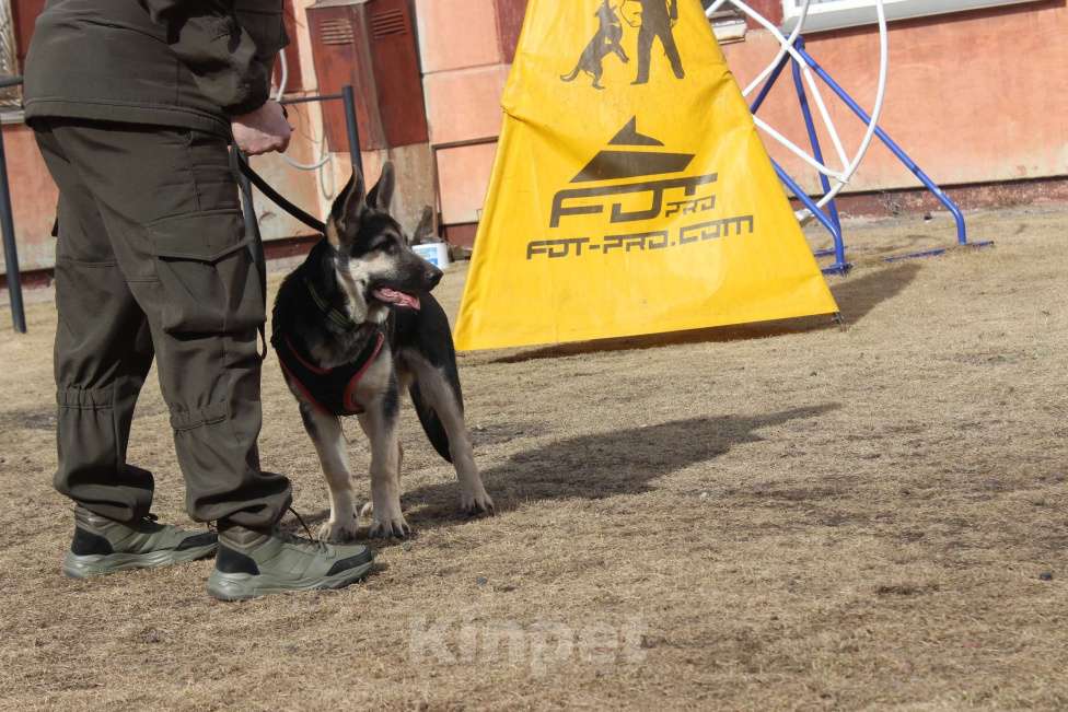 Собаки в Красноярске: Щенок ВЕО Нелли Голд Девочка, Бесплатно - фото 1