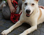 Собаки в Москве: Помогите Рэю обрести семью! Мальчик, Бесплатно - фото 3
