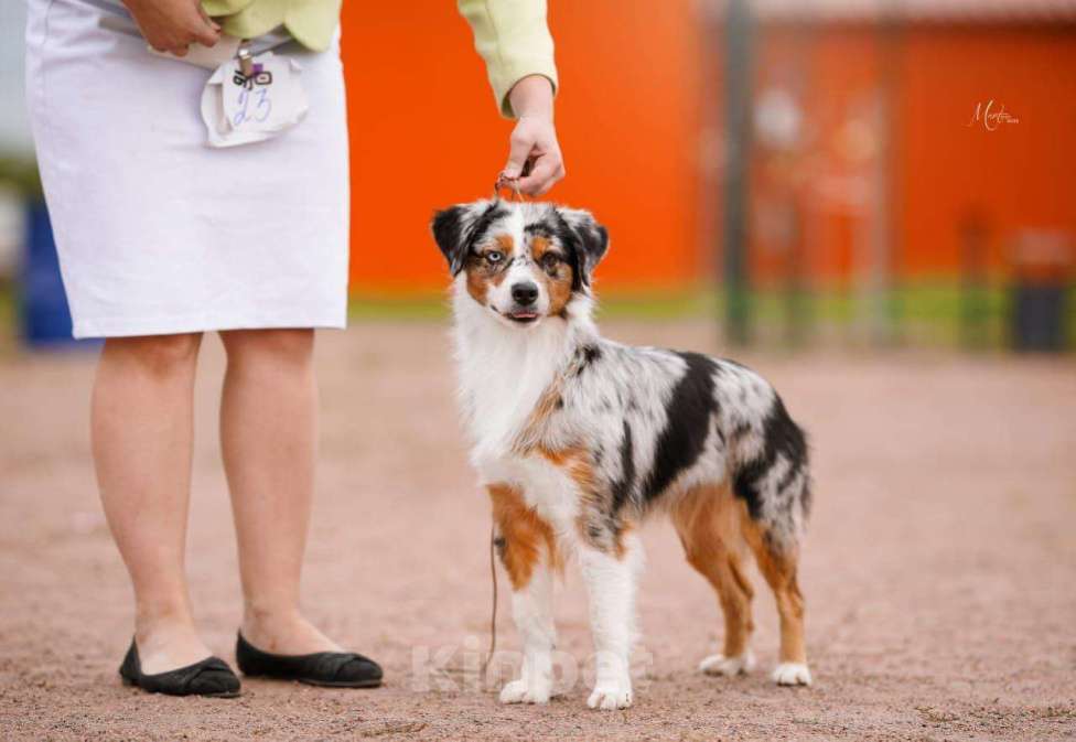Собаки в Санкт-Петербурге: Щенок миниатюрной американской овчарки(мини аусси)- девочка Шамена Девочка, 80 000 руб. - фото 5