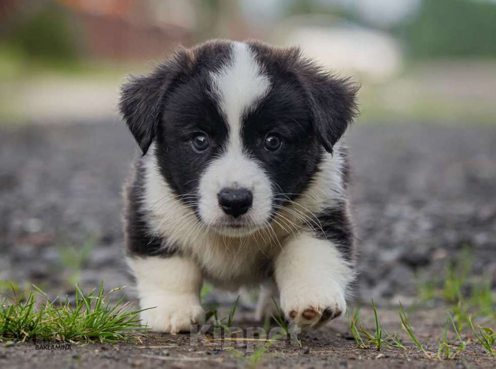 Собаки в Москве: Алеша Мальчик, 50 000 руб. - фото 6