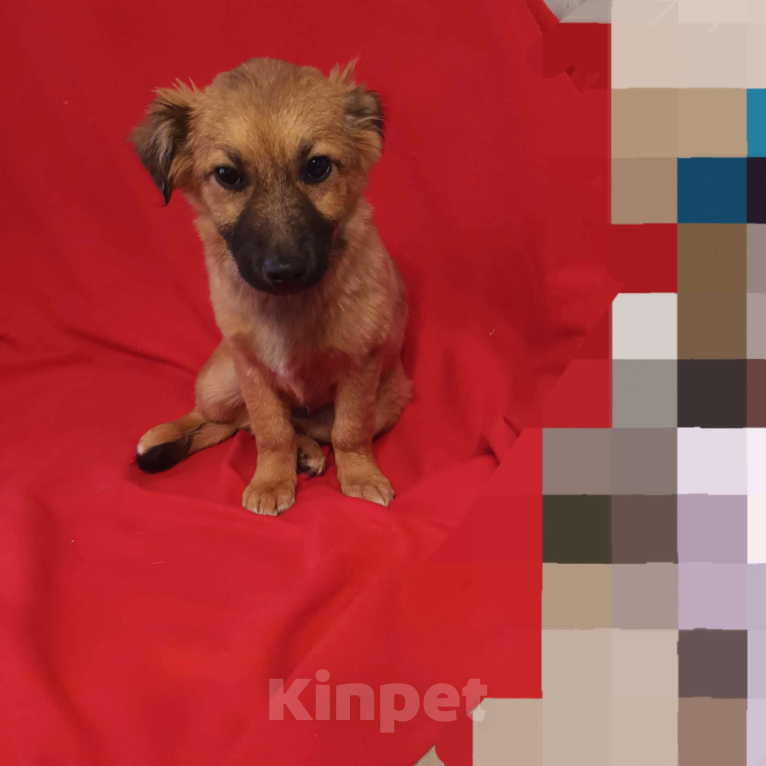 Собаки в Санкт-Петербурге: Щенок ищет семью  Мальчик, Бесплатно - фото 1