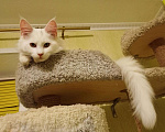 Кошки в Ливны: Котята из международного питомника wcf, 30 000 руб. - фото 2