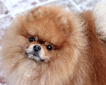 Собаки в Москве: Открыт для вязок шикарный померанский кобель Мальчик, 30 000 руб. - фото 5