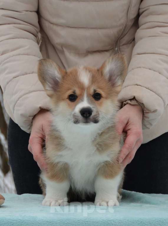 Собаки в Москве: Лерой Мальчик, 80 000 руб. - фото 1