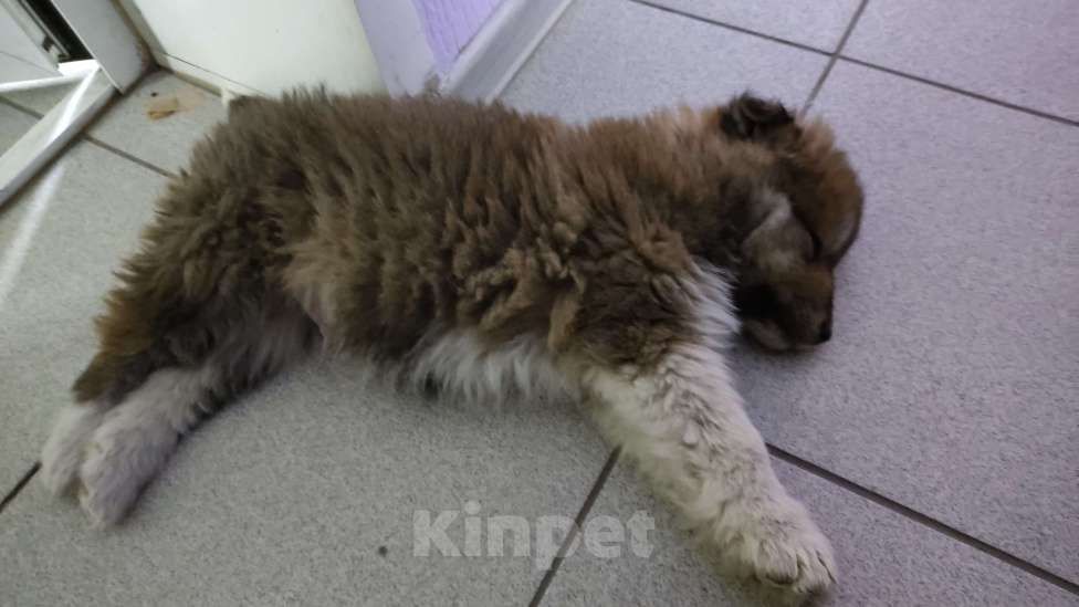 Собаки в других городах Самарской области: Щенки Мальчик, Бесплатно - фото 2