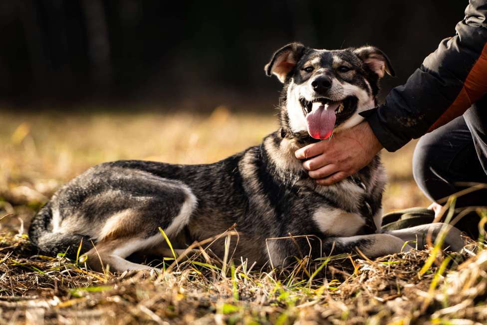 Собаки в Клине: Кайя - собака, полная радости Девочка, Бесплатно - фото 2