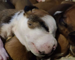 Собаки в Симферополе: Продам отличных щенков Ам. Стаффа Мальчик, 20 000 руб. - фото 2