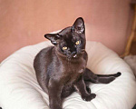Кошки в Пензе: Бурманские котята Мальчик, 29 999 руб. - фото 1