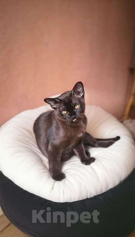 Кошки в Пензе: Бурманские котята Мальчик, 29 999 руб. - фото 1