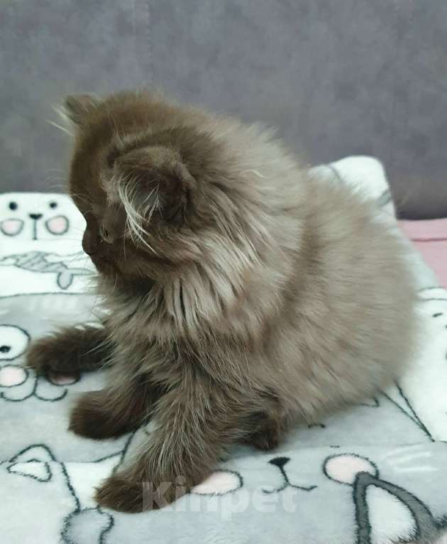 Кошки в Кирове: Британский длинношестный котенок Мальчик, 35 000 руб. - фото 4