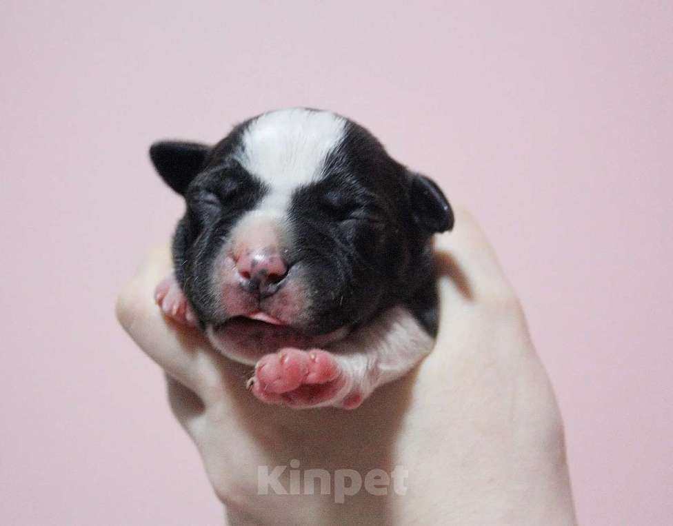 Собаки в Москве: Шикарные малыши амстаффа  Мальчик, 80 000 руб. - фото 2