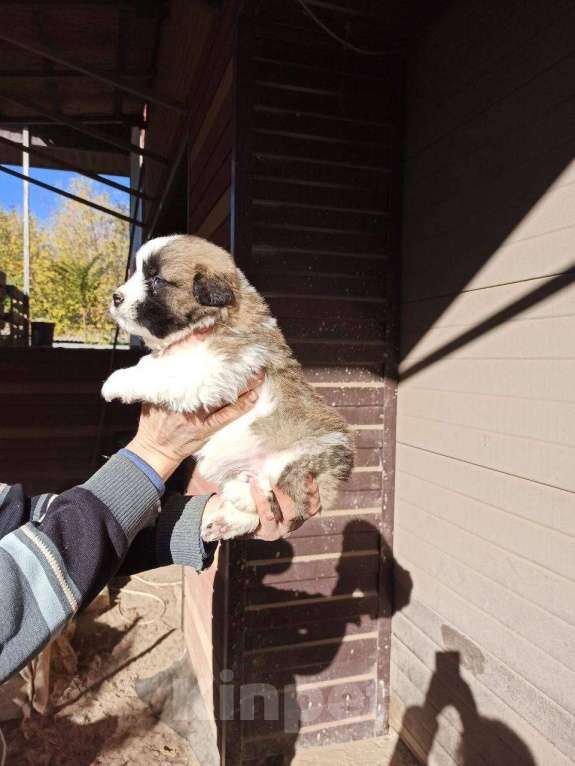 Собаки в Донецке: Продаются щенки московской сторожевой  Мальчик, 40 000 руб. - фото 5