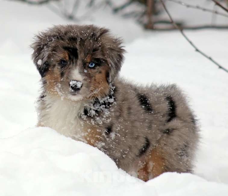 Собаки в Рязани: Питомник РКФ Браво Ларисто Мальчик, 100 000 руб. - фото 6