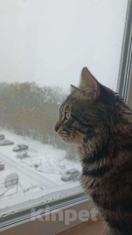 Кошки в Орле: Котик Мальчик, Бесплатно - фото 1