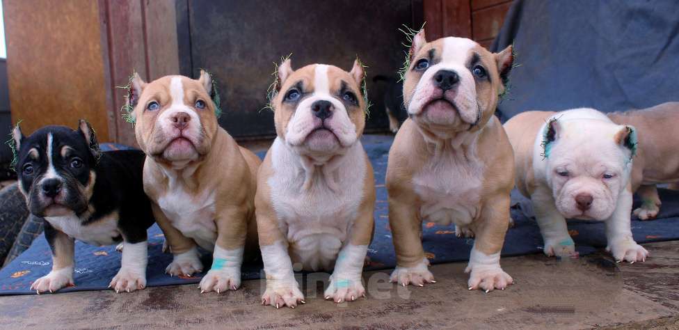 Собаки в Москве: Подрастают. Бульки Разнополые, 70 000 руб. - фото 10