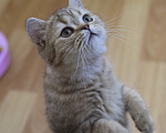 Кошки в Москве: Шотландский котик-сурикатик (скоттиш-страйт) Мальчик, 10 000 руб. - фото 5