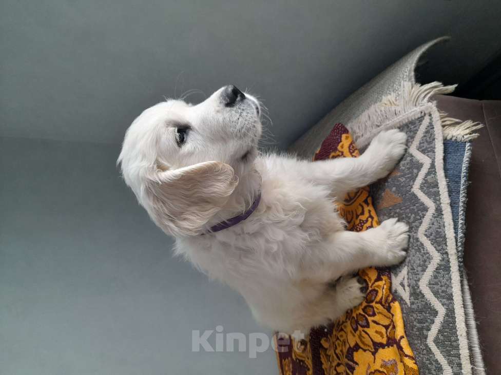 Собаки в Москве: Породистые щенки голден ретривер от российских и международных чемпионов Мальчик, 60 000 руб. - фото 8