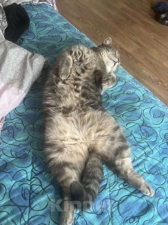 Кошки в Тюмени: Ищу новых хозяев для своего друга Мальчик, Бесплатно - фото 3