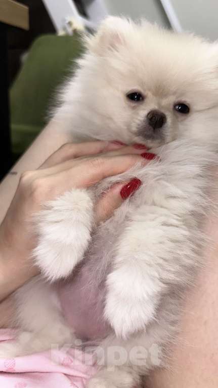 Собаки в Москве: Мила! Девочка, 20 000 руб. - фото 1