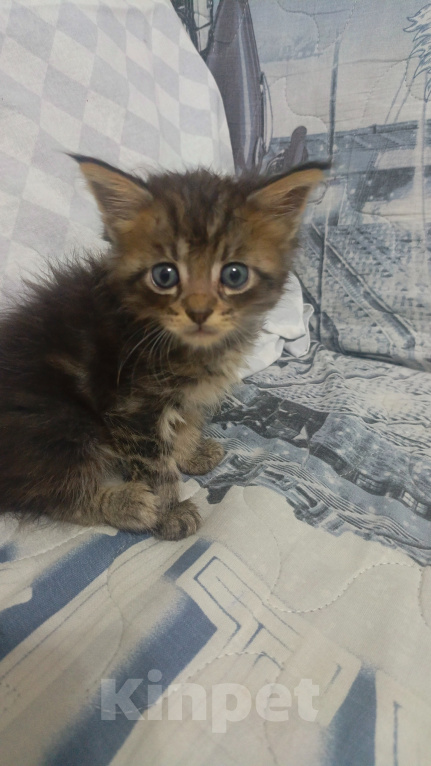 Кошки в Астрахани: Котята мейн-кун Мальчик, 10 000 руб. - фото 1