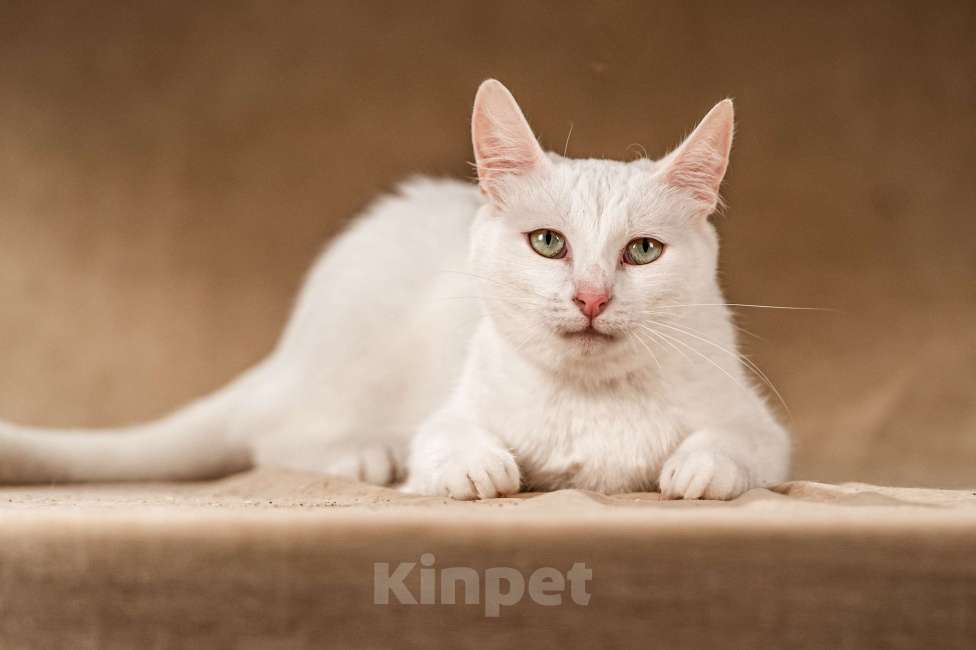 Кошки в Клине: Снежка — белоснежная миниатюрная красавица Девочка, Бесплатно - фото 6