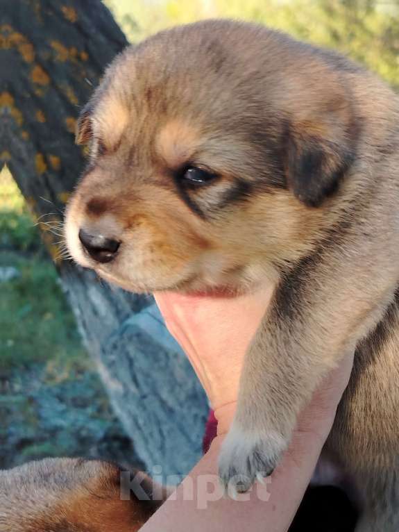 Собаки в Воронеже: Красивые щенки в добрые руки Мальчик, Бесплатно - фото 2