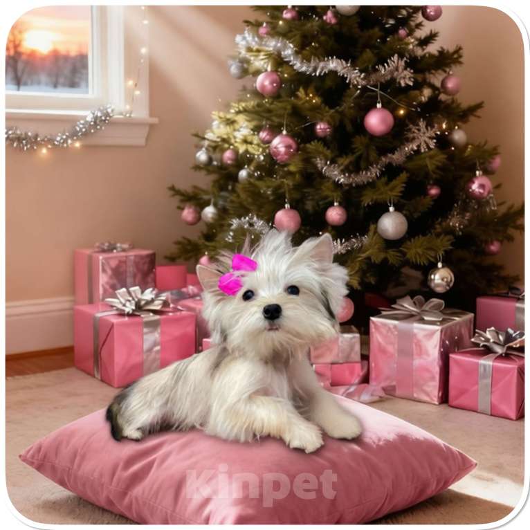 Собаки в Москве: Йорк мини девочка золотая голддаст бэби фейс Девочка, 70 000 руб. - фото 5