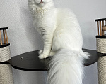 Кошки в Пятигорске: Питомник Affectionate miracle Мальчик, Бесплатно - фото 1