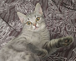 Кошки в Костроме: Персидская красавица Девочка, 3 000 руб. - фото 2