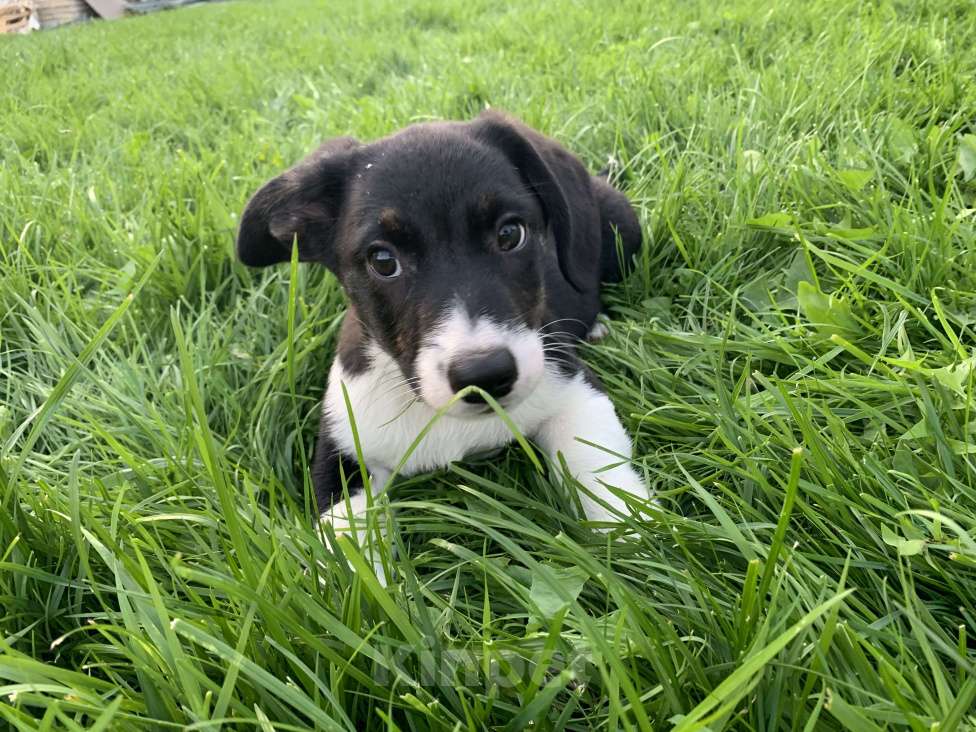 Собаки в Новосибирске: Вельш-корги Мальчик, 30 000 руб. - фото 7