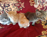 Кошки в других городах Тульской области: 2 котика и 2 кошечки, кушают, к туалету приучены, от кошки мышелова Мальчик, Бесплатно - фото 2