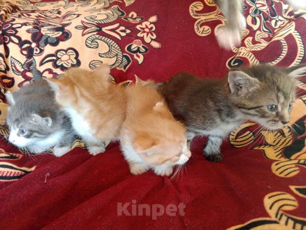 Кошки в других городах Тульской области: 2 котика и 2 кошечки, кушают, к туалету приучены, от кошки мышелова Мальчик, Бесплатно - фото 2