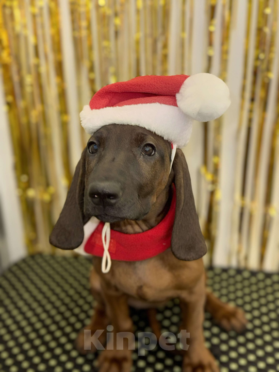 Собаки в Санкт-Петербурге: Баварская горная гончая ! Девочка Виолетта! Девочка, 80 000 руб. - фото 1