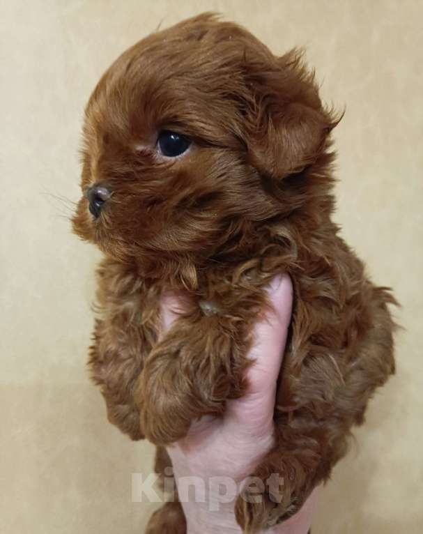 Собаки в Москве: Малыш-Супер Тедди Мальчик, 180 000 руб. - фото 2