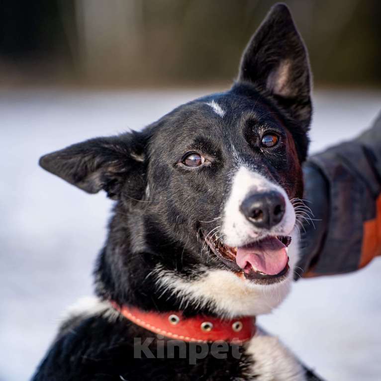 Собаки в Клине: Джоли - звёздная собачка Девочка, Бесплатно - фото 9