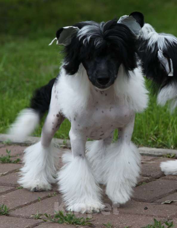 Собаки в других городах Московской области: Мальчик Премьер Мари Звездочет Мальчик, 25 000 руб. - фото 1