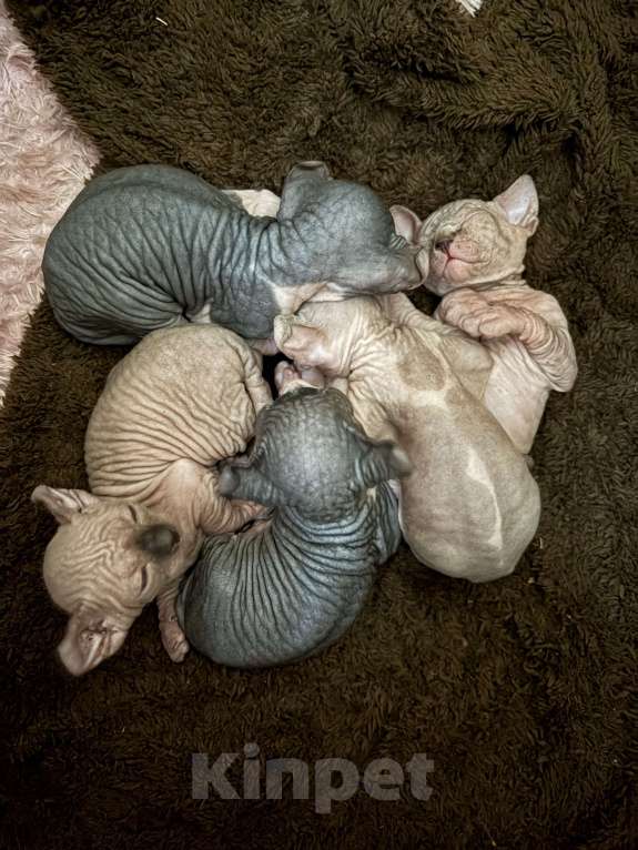 Кошки в Санкт-Петербурге: Эльф Мальчик, Бесплатно - фото 6